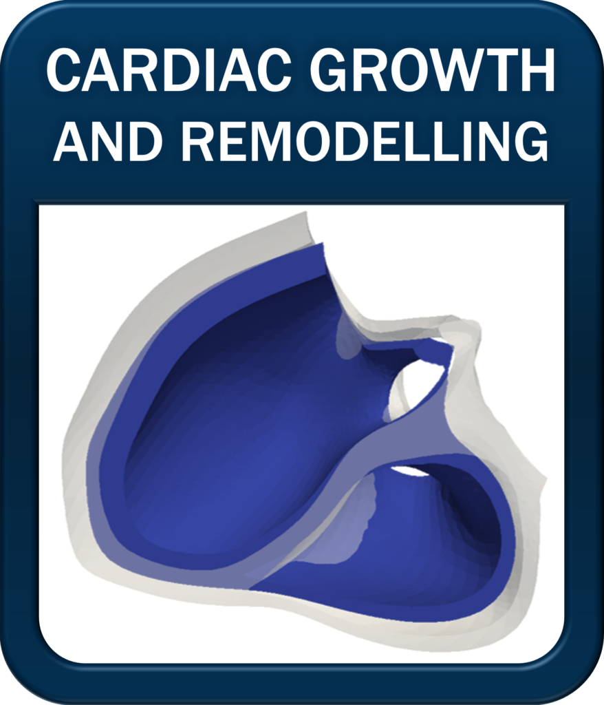 cardiac growth and remodelling